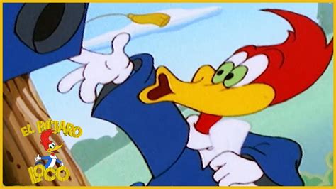 videos del pájaro loco|El Pajaro Loco en Español .